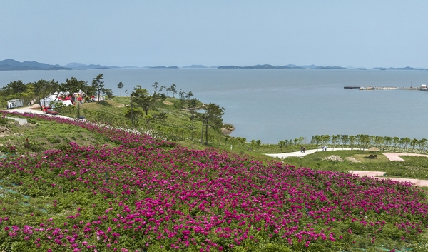 하의면 옥도 작약 001 2