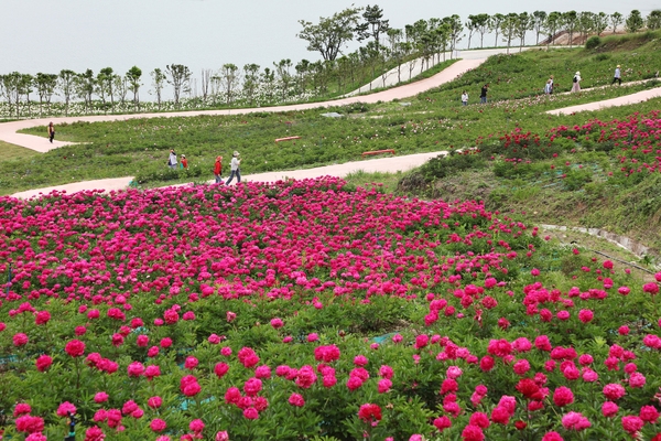 하의면 옥도 작약 001 4