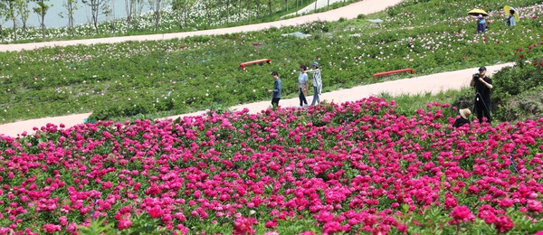 하의면 옥도 작약 001 5