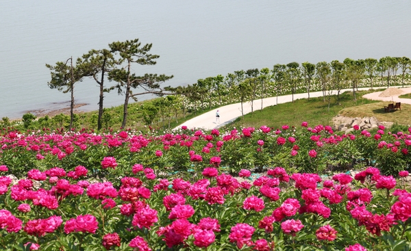 하의면 옥도 작약 001 6