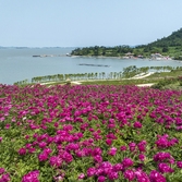 하의면 옥도 작약 001