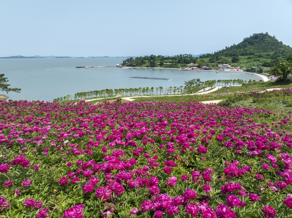 하의면 옥도 작약 001 1