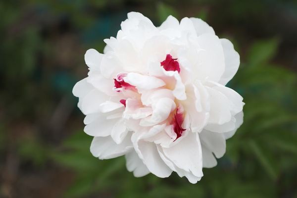 하의면 옥도 작약 002 2