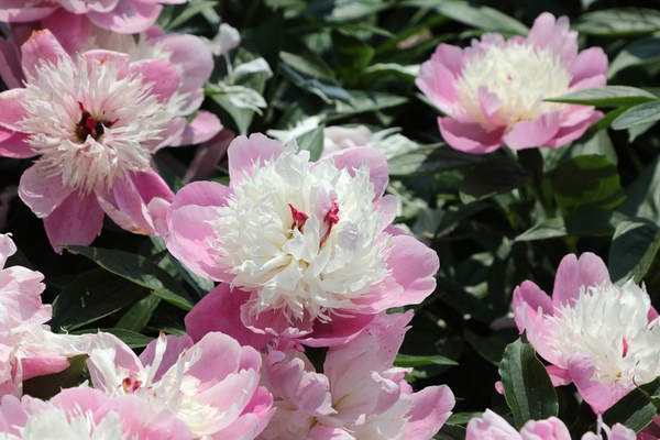 하의면 옥도 작약 002 4