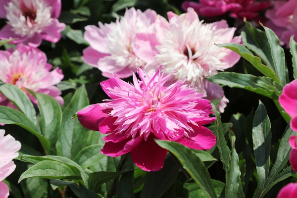 하의면 옥도 작약 002 5