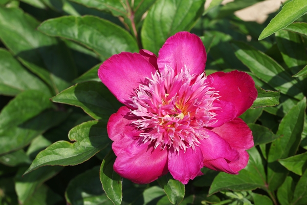 하의면 옥도 작약 002 6