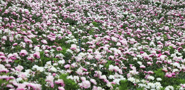 하의면 옥도 작약 003 3