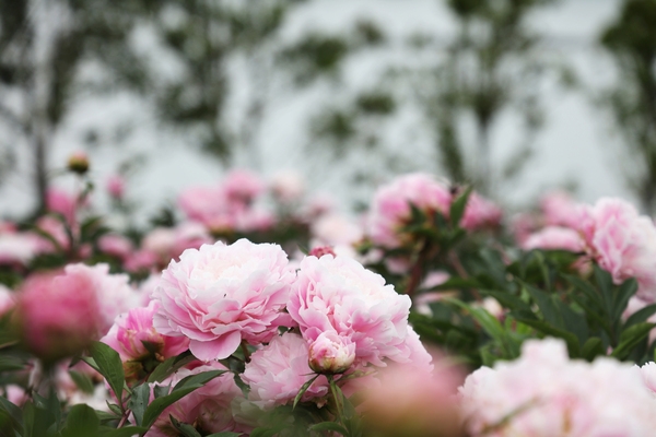 하의면 옥도 작약 003 5