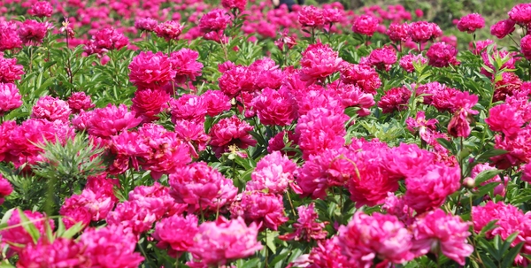 하의면 옥도 작약 003 6