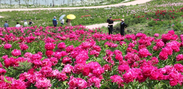 하의면 옥도 작약 005 4