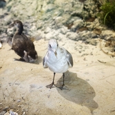 신안철새전시관002