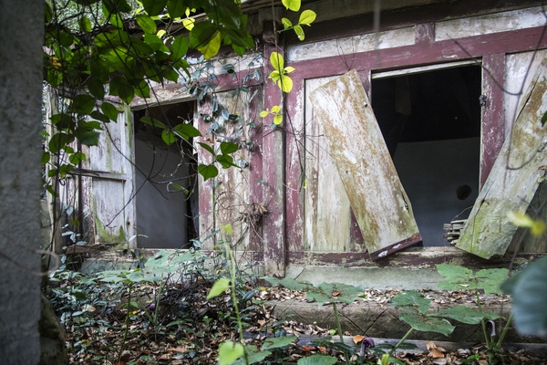 흑산면 대둔도 오리당숲 4