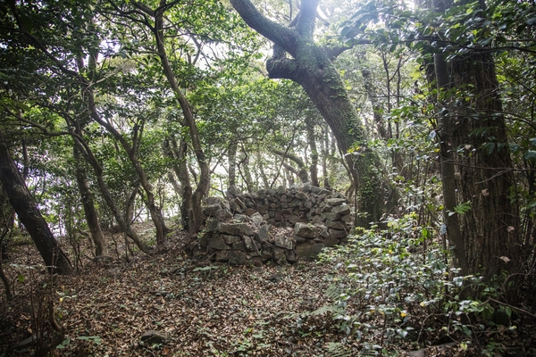 흑산면 대둔도 오리당숲 5