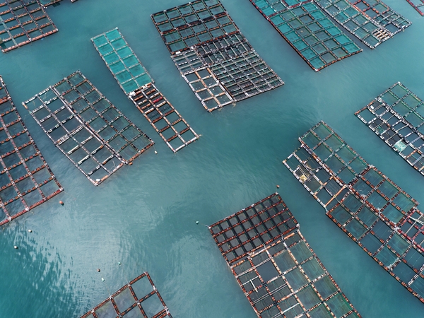 흑산 다물도 가두리 양식장 3