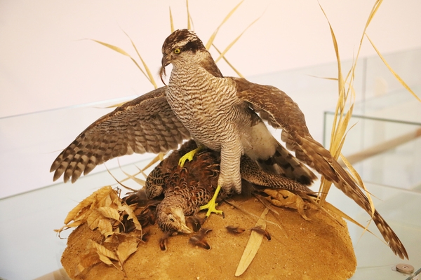 흑산도 신안철새박물관 6