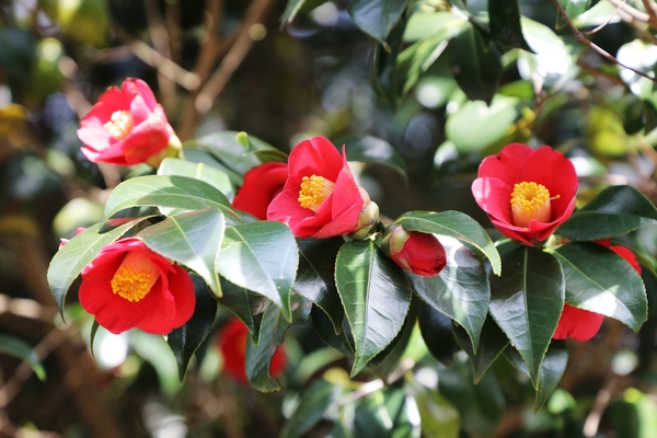 흑산면 동백꽃 001 2