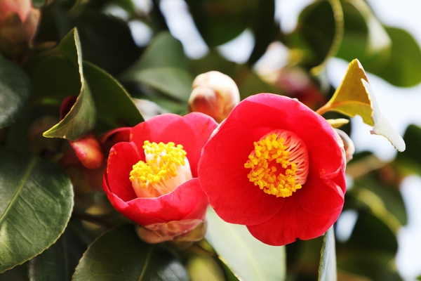 흑산면 동백꽃 001 3