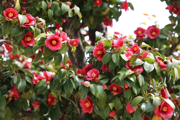 흑산면 동백꽃 001 5