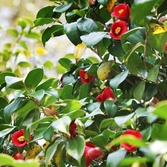 흑산면 동백꽃 001