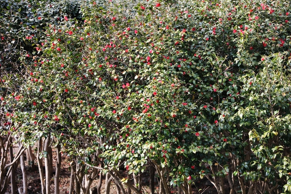 흑산면 동백꽃 002 4