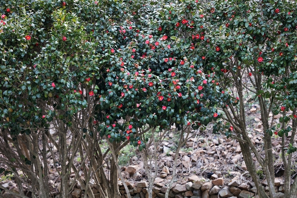 흑산면 동백꽃 002 5