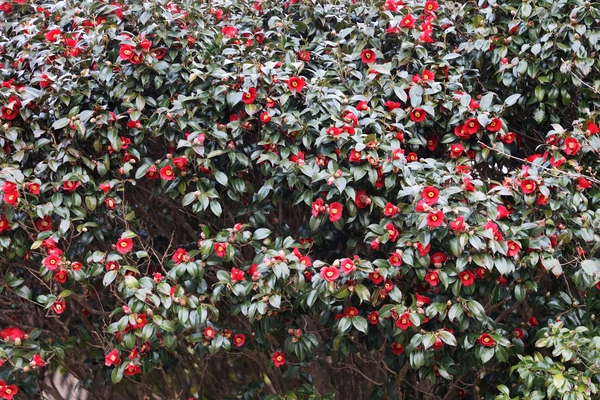 흑산면 동백꽃 002 6