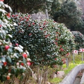 흑산면 동백꽃 002