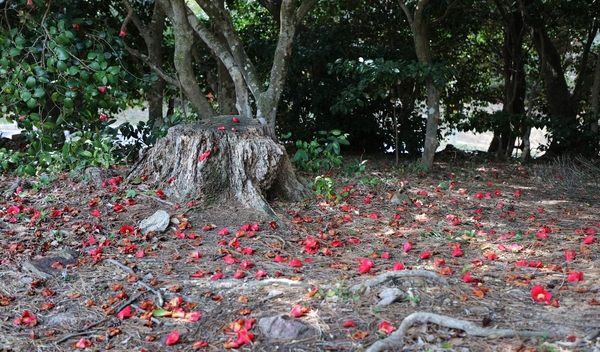 흑산면 동백꽃 003 2