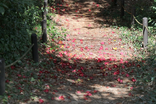 흑산면 동백꽃 003 3