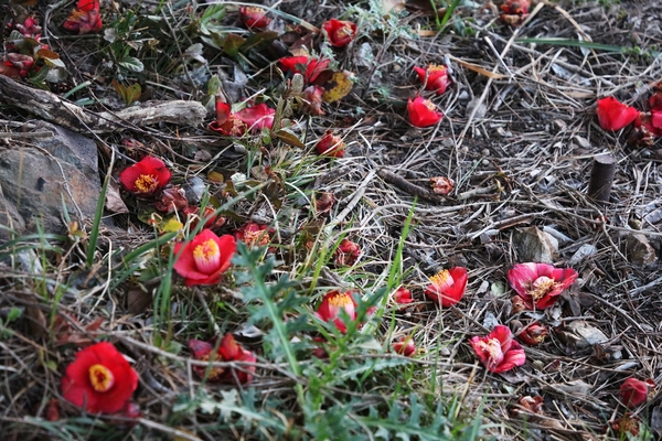 흑산면 동백꽃 003 4