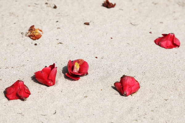 흑산면 동백꽃 003 5