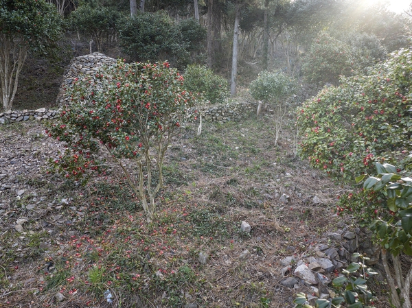 흑산면 동백꽃 003 6