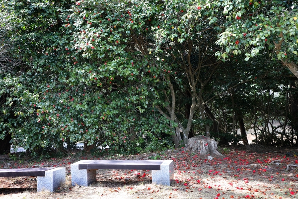 흑산면 동백꽃 003 1