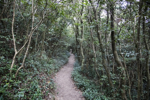 홍도 깃대봉 등산로 4