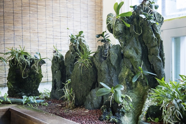 홍도 자생난실 2