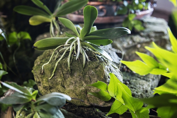 홍도 자생난실 3