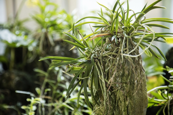 홍도 자생난실 4