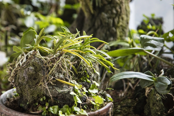 홍도 자생난실 5