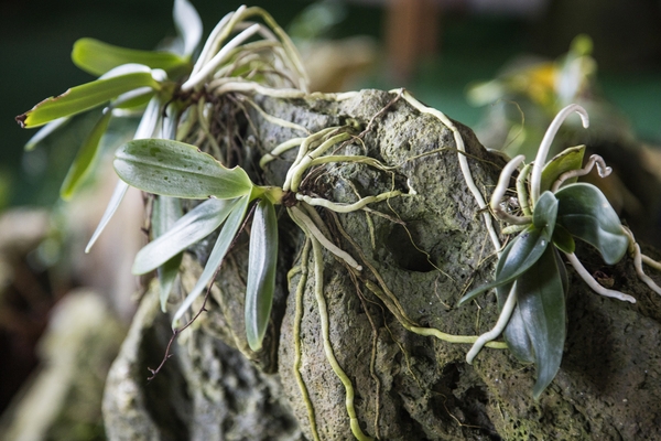 홍도 자생난실 6