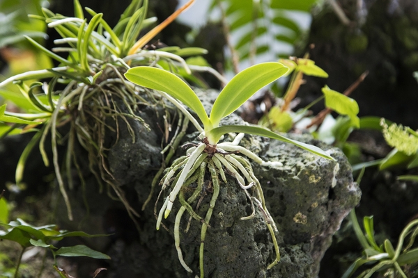 홍도 자생난실 1