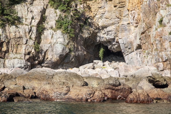 홍도 꺼꾸로 자라는 나무 1