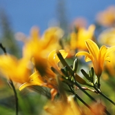 흑산면 홍도 원추리