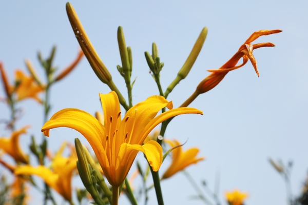 흑산면 홍도원추리 001 1