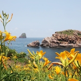 흑산면 홍도원추리 002