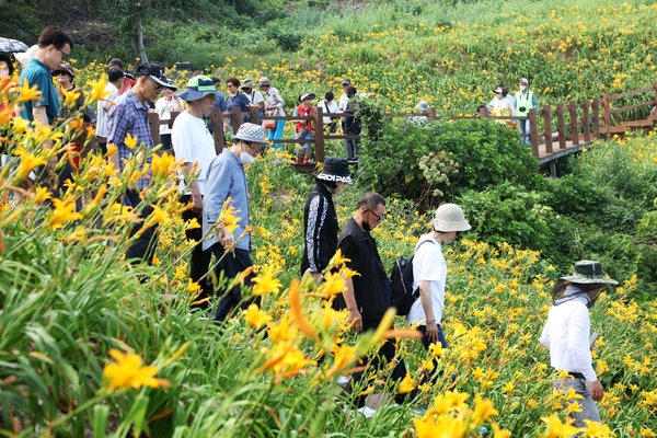 흑산면 홍도 원추리 6