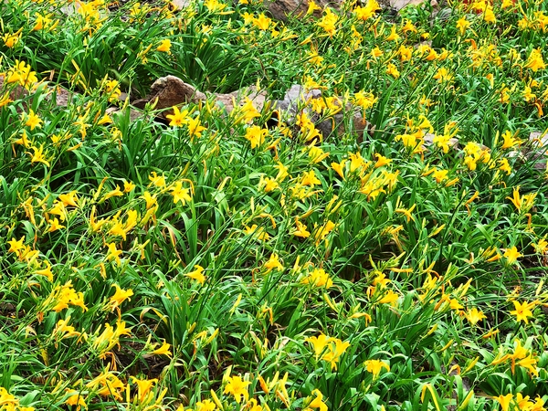 흑산면 홍도폭포수 002 3