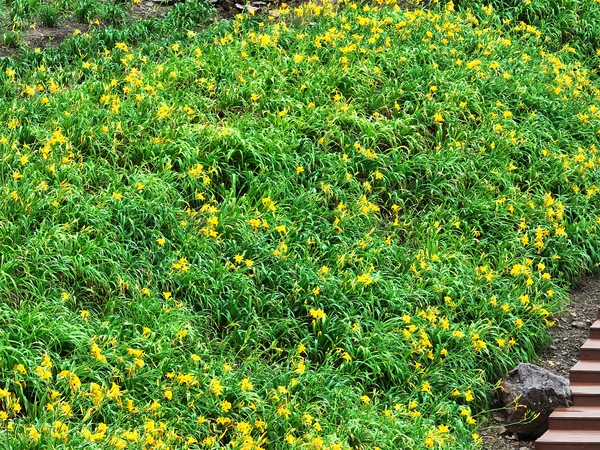 흑산면 홍도폭포수 002 4