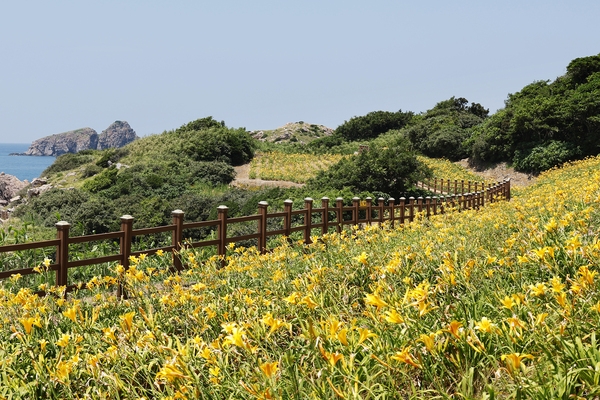 흑산면 홍도원추리 001 2