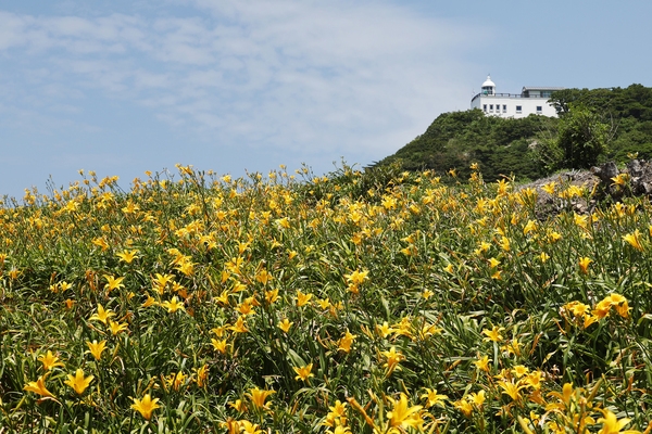 흑산면 홍도원추리 001 4