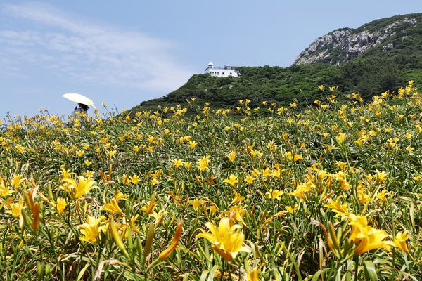 흑산면 홍도원추리 001 5